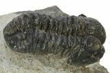 Gerastos Trilobite Fossil - Foum Zguid, Morocco #310278-2